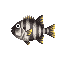 Scarus - Animal Crossing (Gamecube)