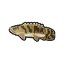 Bichir - Animal Crossing : New Leaf (3DS) [ACNL]