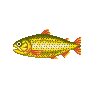 Dorade - Animal Crossing : Wild World (DS) [ACWW]